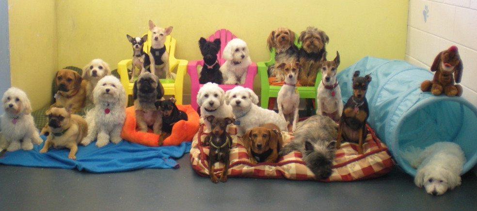 doggy day care